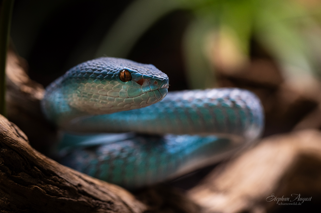 Die blaue Wächterin