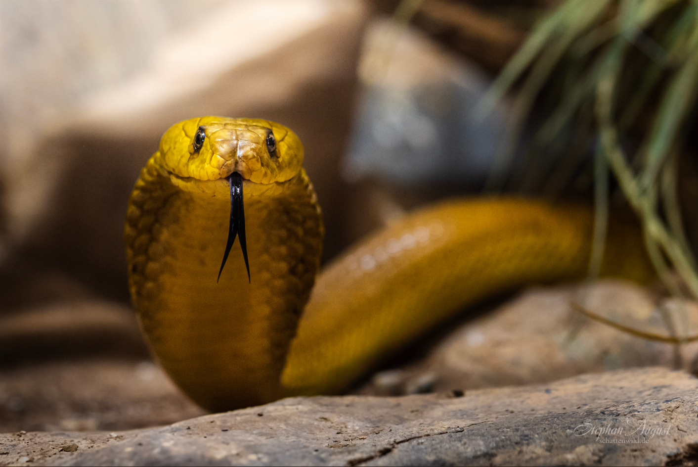 Goldene Majestät