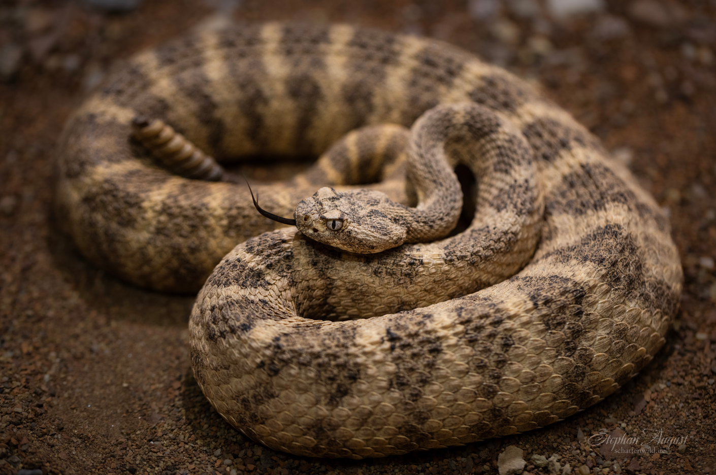 Wächter der Wüste