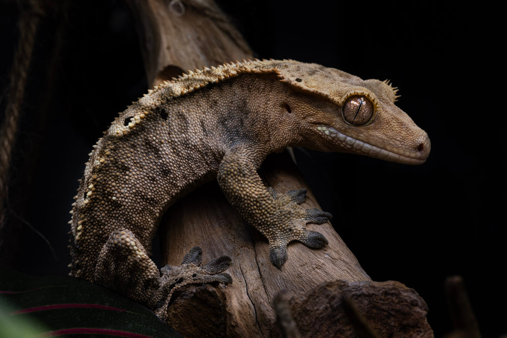 Crested Gecko - Limited Edition