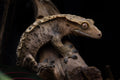 Crested Gecko - Limited Edition