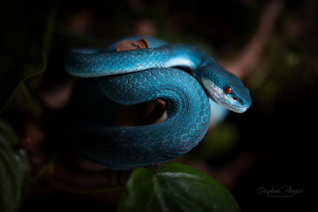 Blaue Eleganz