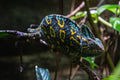 Farben der Wildnis
