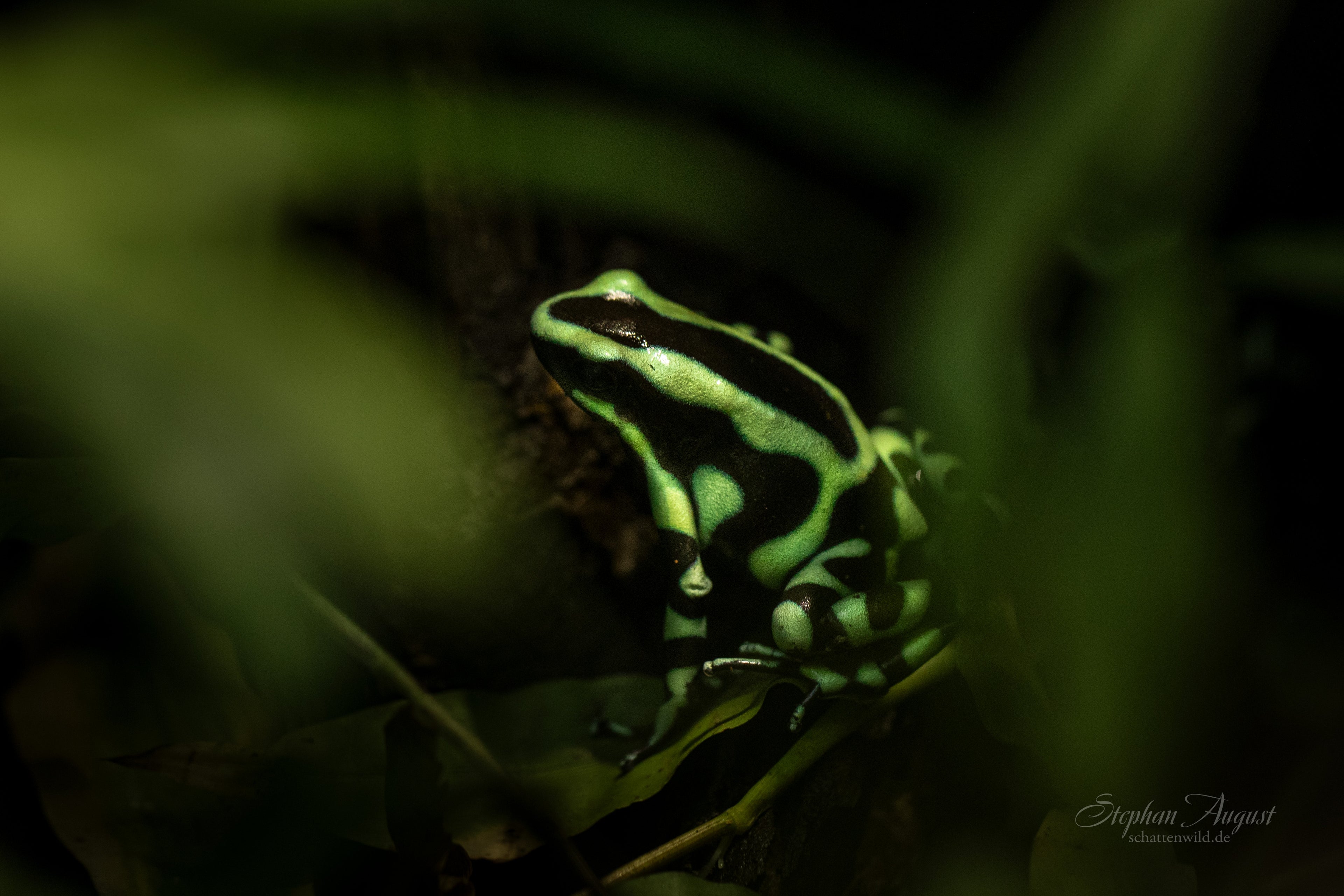 Im Schatten des Regenwaldes